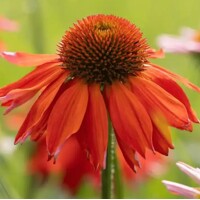 Echinacea purpurea 'Lakota Orange'