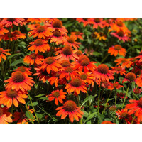 Echinacea purpurea 'Lakota Orange'