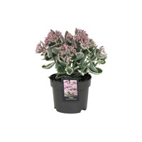 Sedum spectabile ´Brillant´ K9