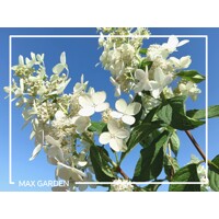 Hortenzia metlinatá - Hydrangea paniculata 'Diamantino'  - 60/70cm