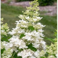 Hortenzia metlinatá - Hydrangea paniculata 'Diamantino'  - 60/70cm
