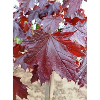 Javor mliečny - Acer platanoides ´Crimson Sentry´ Co5L KM80