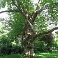 Platan javorolistý - Platanus x acerifolia Co20L  8/10 - vysokokmeň  300/500