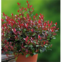 Červienka, Fotínia - Photinia fraseri ´Red Robin´  Co10L  110/130