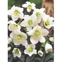 Helleborus Niger ´Christmas Carol´ P12