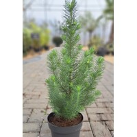 Pinus strobus ´Wallichiana´ - Borovica Himalajská  Co55L 200/+