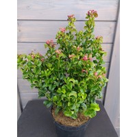 Leucothoe axillaris 'Curly Red'  20/30 Co2,5L