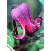 Plamienok - Clematis 'Princess Red'