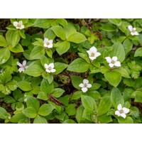 Drie? kanadský - Cornus canadensis' - 20/30cm