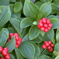 Drie? kanadský - Cornus canadensis' - 20/30cm
