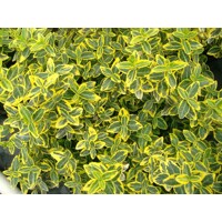 Euonymus fortunei 'Benkomoki' - 25/30cm