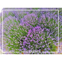 Levandu?a úzkolistá  -  Lavandula angustifolia 'Hidcote Blue'
