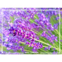 Levandu?a úzkolistá  -  Lavandula angustifolia 'Hidcote Blue'