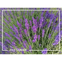 Levandu?a úzkolistá  -  Lavandula angustifolia 'Hidcote Blue'