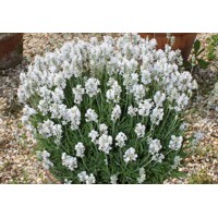Levandu?a úzkolistá - Lavandula angustifolia 'Hidcote White'  P14