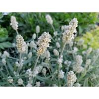 Levandu?a úzkolistá - Lavandula angustifolia 'Hidcote White'  P14