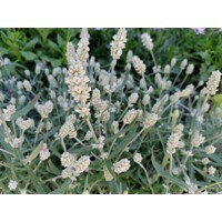Levandu?a úzkolistá - Lavandula angustifolia 'Hidcote White'  P14