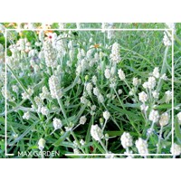 Levandu?a úzkolistá - Lavandula angustifolia 'Hidcote White'  P14