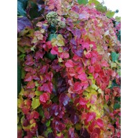 Pavini? trojlalo?ný Veitchii - Parthenocissus tricuspidata ´Veitchii´ 40+ vyväzovaná