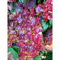 Pavini? trojlalo?ný Veitchii - Parthenocissus tricuspidata ´Veitchii´ 40+ vyväzovaná
