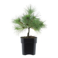 Pinus strobus ´Blue Shag´ - 20/30cm