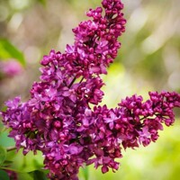 Orgován oby?ajný - Syringa vulgaris 'Charles Joly' - na 120cm kmienku