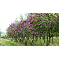 Orgován oby?ajný - Syringa vulgaris 'Charles Joly' - na 120cm kmienku