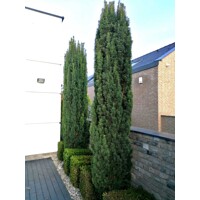 Tis oby?ajný - Taxus baccata 'Fastigiata Robusta' - 20/30cm
