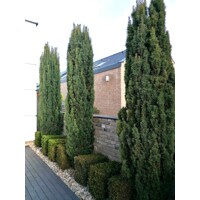 Tis oby?ajný - Taxus baccata 'Fastigiata Robusta' - 20/30cm