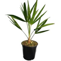 Palma - Chamaerops Excelsa - Trachycarpus fortunei - 25/30cm