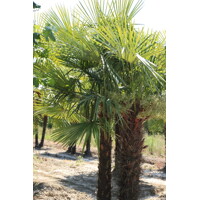 Palma - Chamaerops Excelsa - Trachycarpus fortunei - 25/30cm