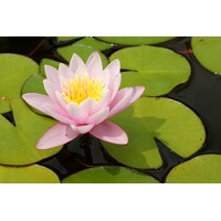 Lekno - Nymphaea ´Marliacea Rosea´