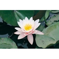Lekno - Nymphaea ´Marliacea Rosea´