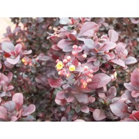  Drá? Thunbergov - Berberis thunbergii ´Concorde´- 15/20cm