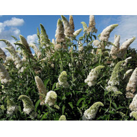 Buddleja davidii 'White Profusion'