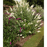Buddleja davidii 'White Profusion'