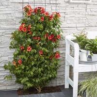 Trubkovec - Campsis x tagliabuana ´Indian summer´ - 60/70cm