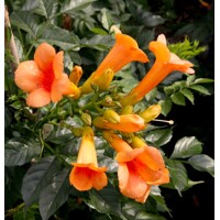 Trubkovec - Campsis x tagliabuana ´Indian summer´ - 60/70cm