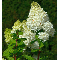 Hortenzia metlinatá - Hydrangea paniculata ’Hercules' - 20/30cm