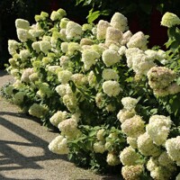 Hortenzia metlinatá - Hydrangea paniculata ’Hercules' - 20/30cm