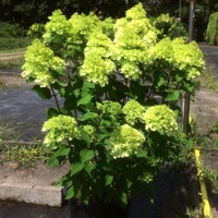 Hortenzia metlinatá - Hydrangea paniculata 'Mojito' - 20/30cm