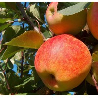 Jablo? - Malus domestica 'Šampion'  - jesenná