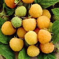 Malina žltá BALKÓNOVÁ - Rubus idaeus 'Goodasgold' - 40cm