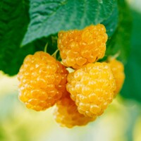Malina žltá BALKÓNOVÁ - Rubus idaeus 'Goodasgold' - 40cm