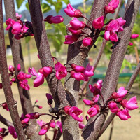 Judášovec kanadský - Cercis canadensis 'Rising Sun' 
