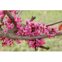 Judášovec kanadský - Cercis canadensis 'Rising Sun' 