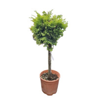 Cyprusovec leylandský  - Cupressocyparis leylandii ´Castlewellan Gold´- na 40/50cm kmeni