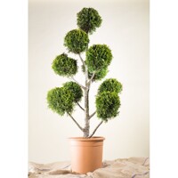 Cyprusovec leylandský  - Cupressocyparis leylandii ´Castlewellan Gold´ POM POM - 80/100cm