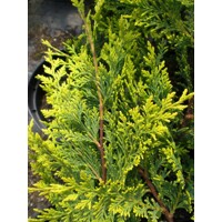 Cyprusovec leylandský  - Cupressocyparis leylandii ´Castlewellan Gold´ POM POM - 80/100cm