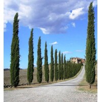 Cyprus vždyzelený - Cupressus sempervirens 'Totem' -100/120cm